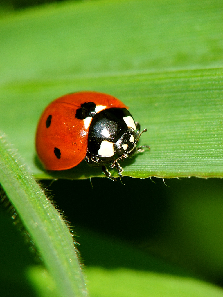 coccinella