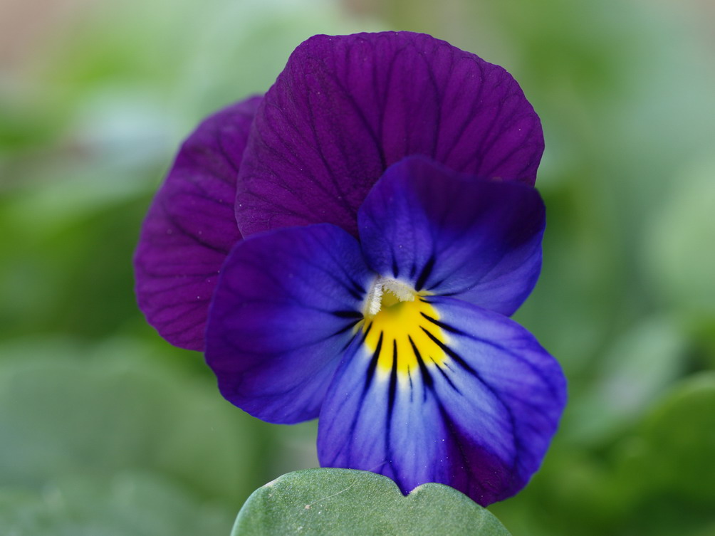 Macro 5