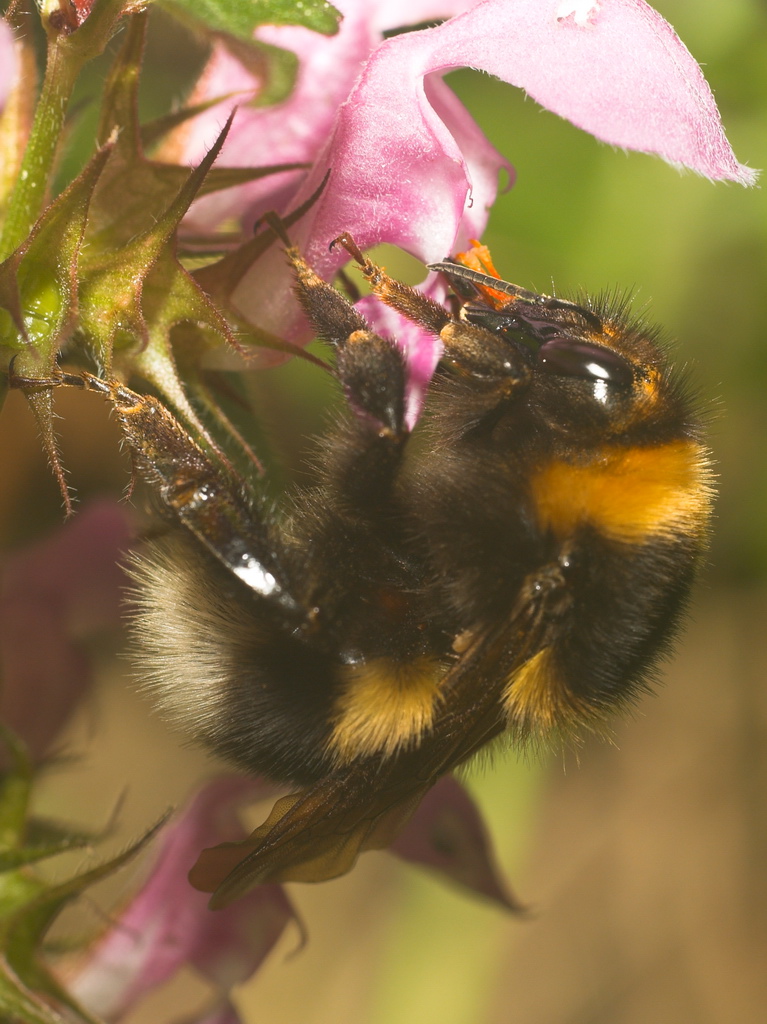 Bombo dei boschi (Bombus lucorum)