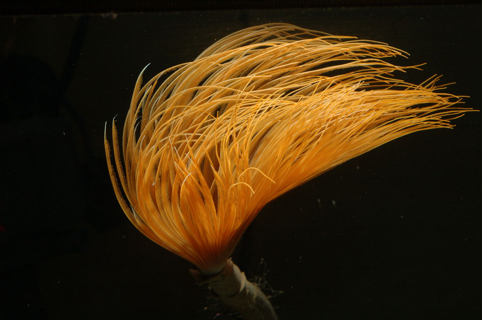 spirografo