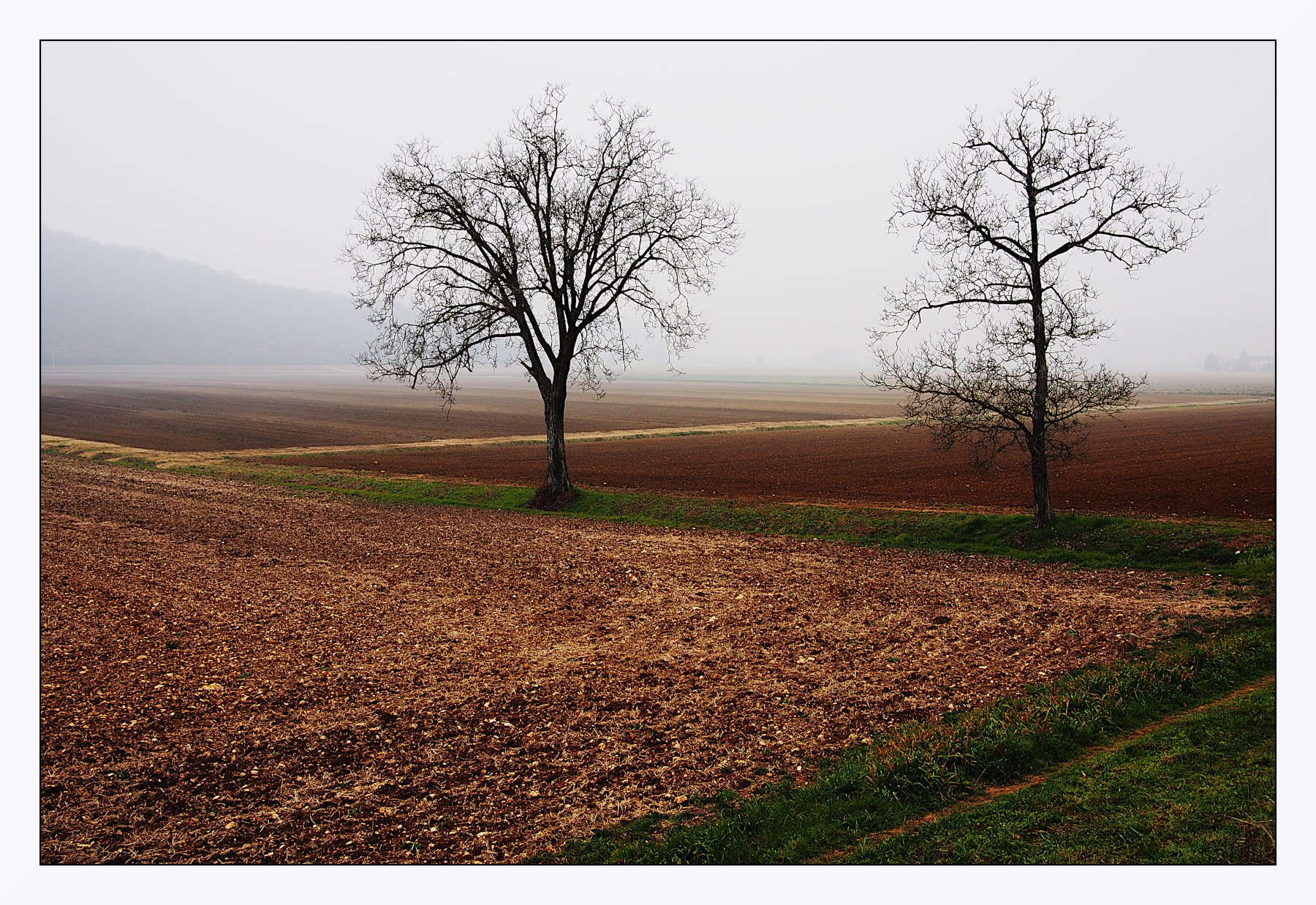 Colli Berici invernali
