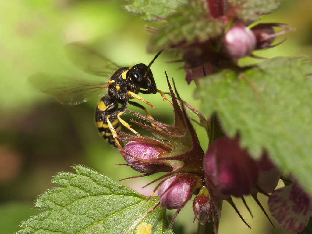 Vespa muratore (Ancistrocerus parietinus) 1