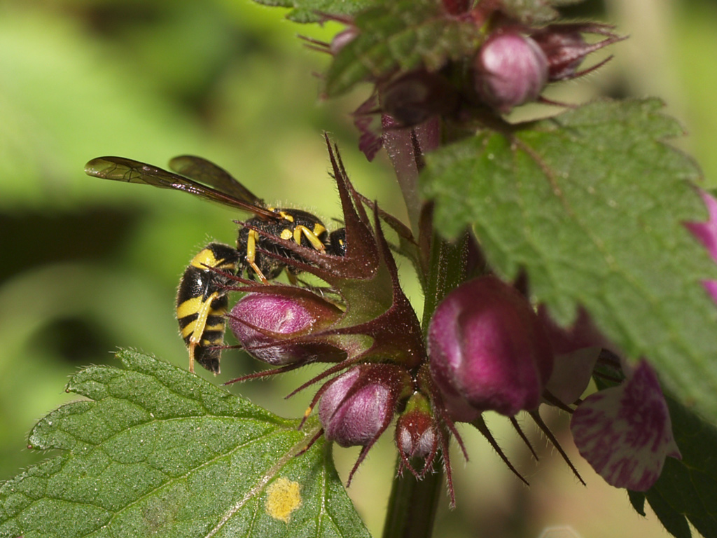 Vespa muratore (Ancistrocerus parietinus) 2