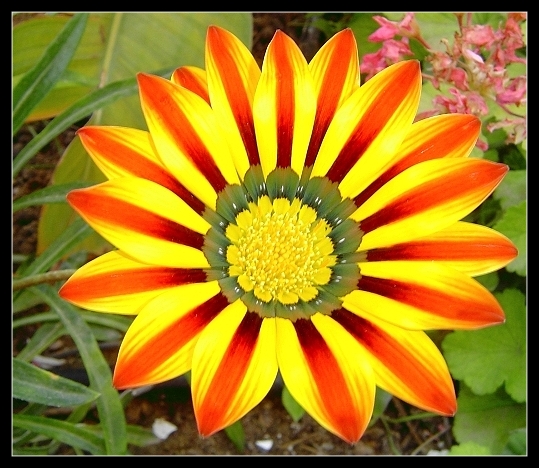 fiore