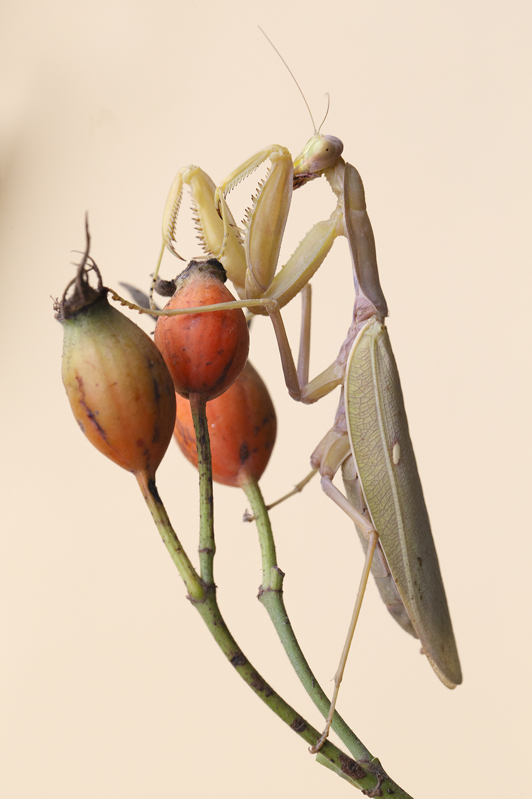 Mantide timida