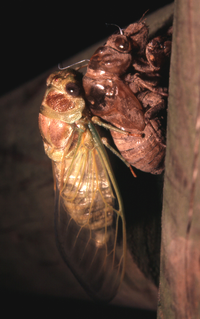 cicala_01