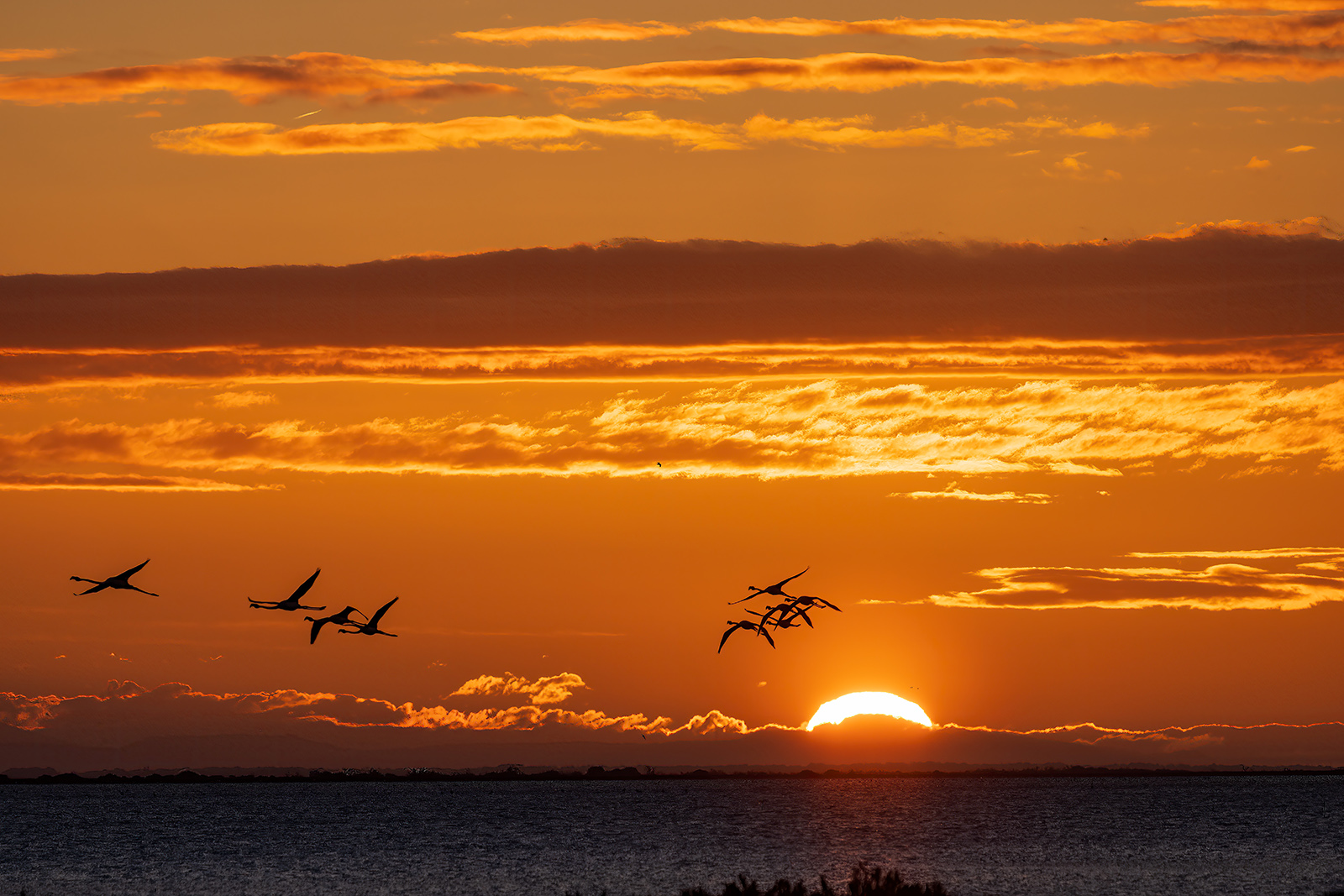 Camargue. Aprile 2023 Alba