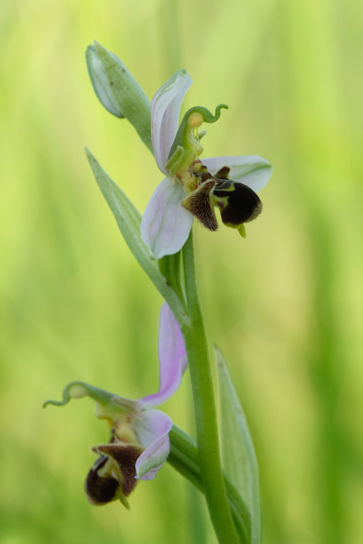Ophrys apifera
