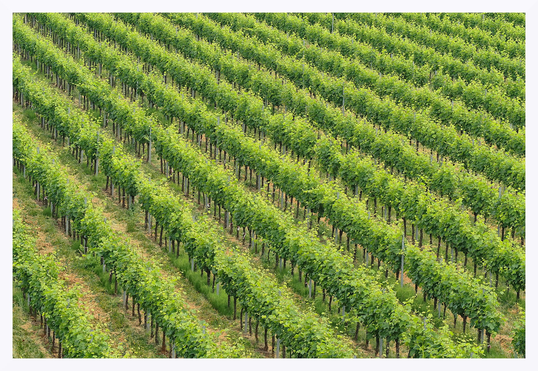 Vigneti lessinici