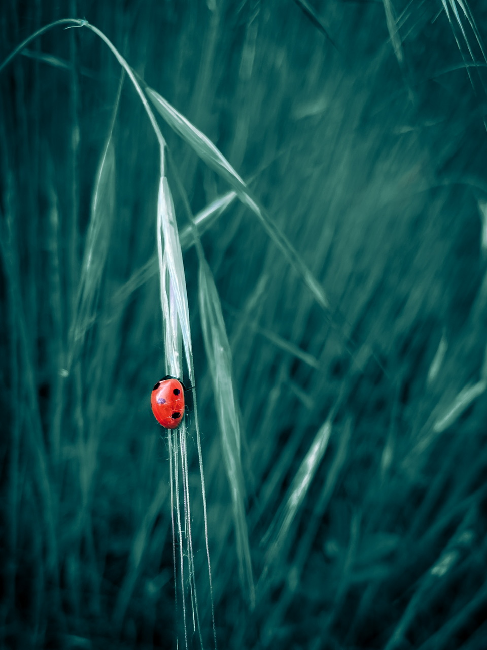 Puntino rosso