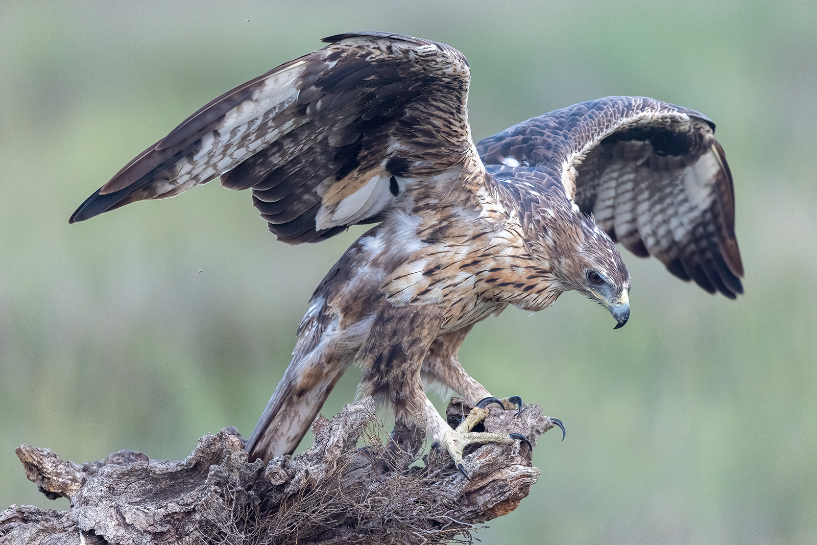 Aquile del Bonelli (di bonomo)