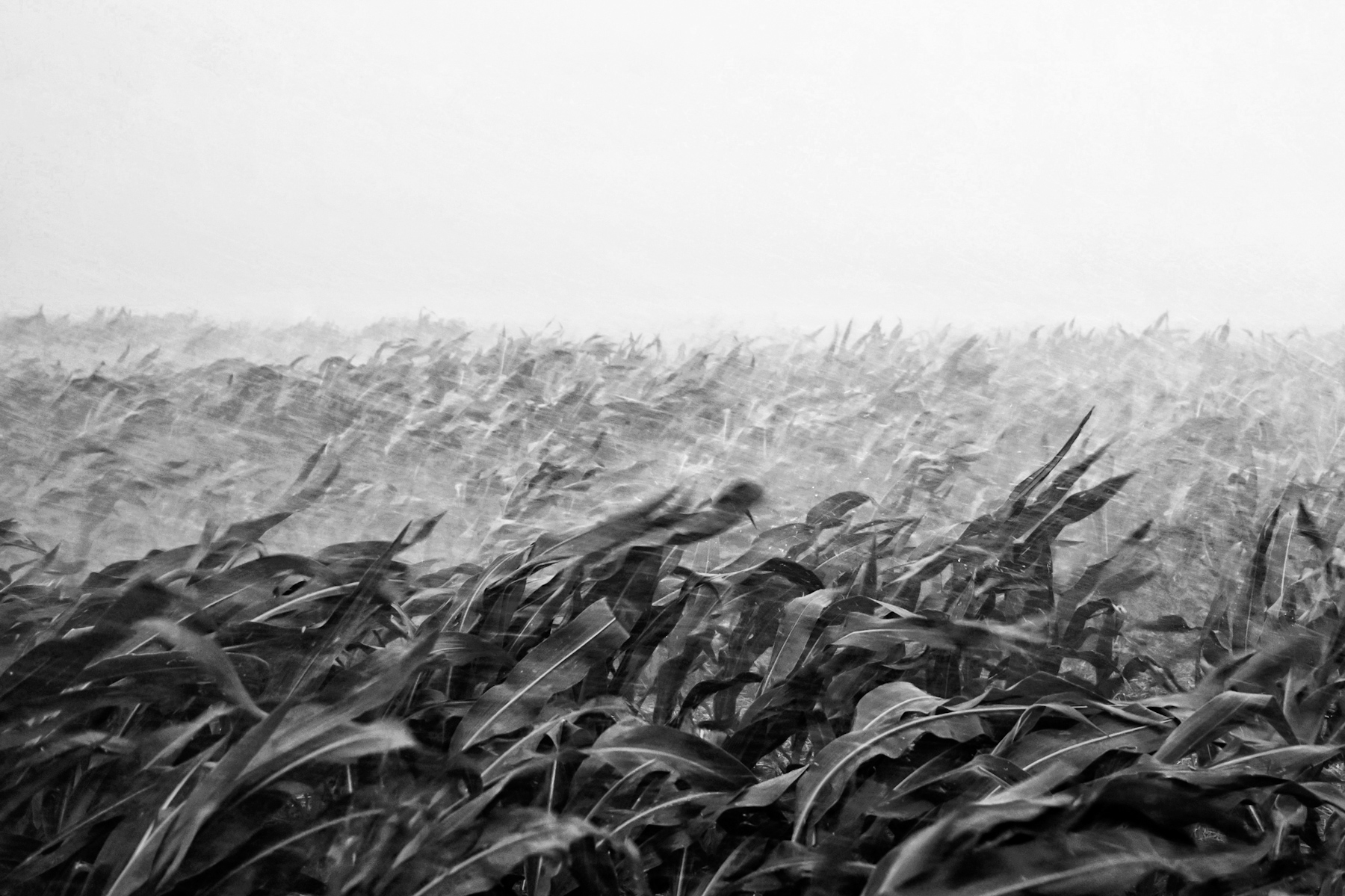 Pianura in tempesta (di fabiopollio27)