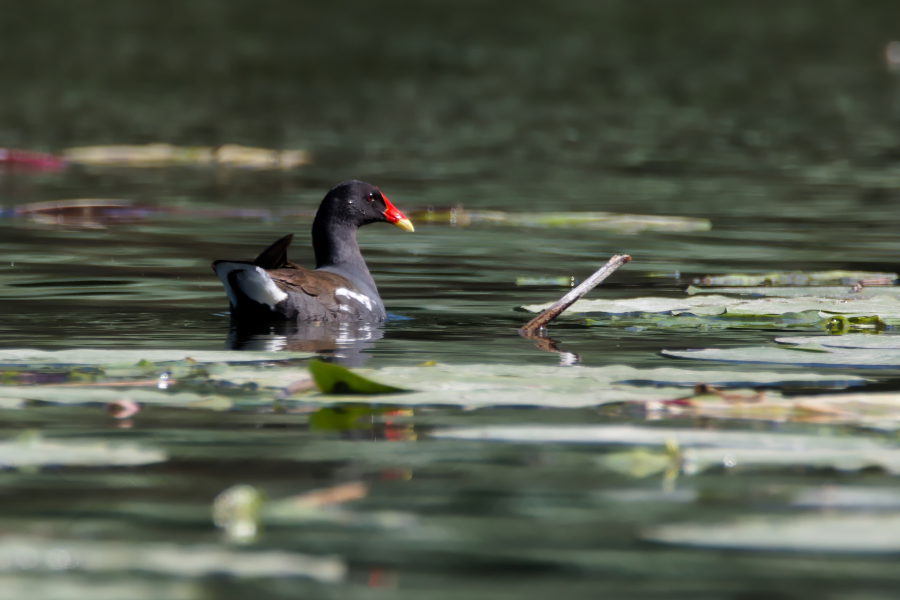 Gallinella d'acqua