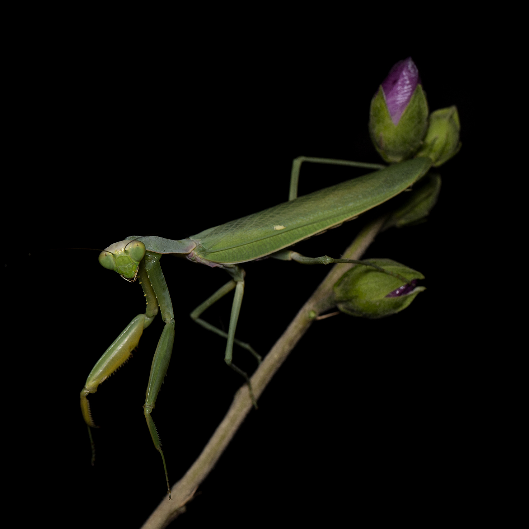 Eleganza