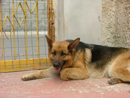 siria