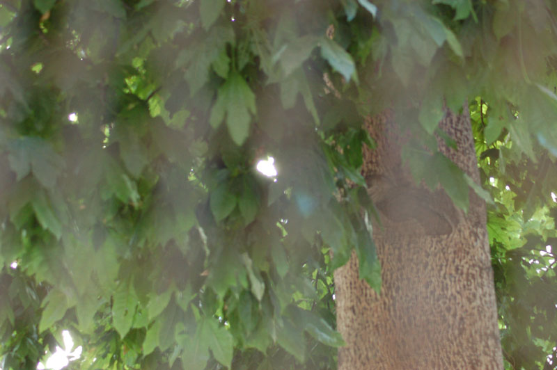 albero