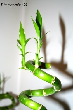 La spirale