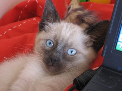 Micio