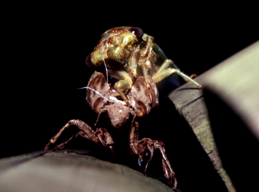 cicala_02