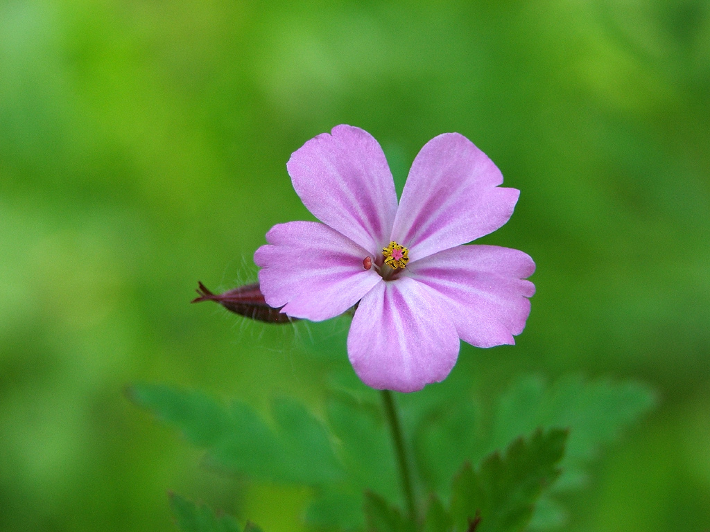 acquarello