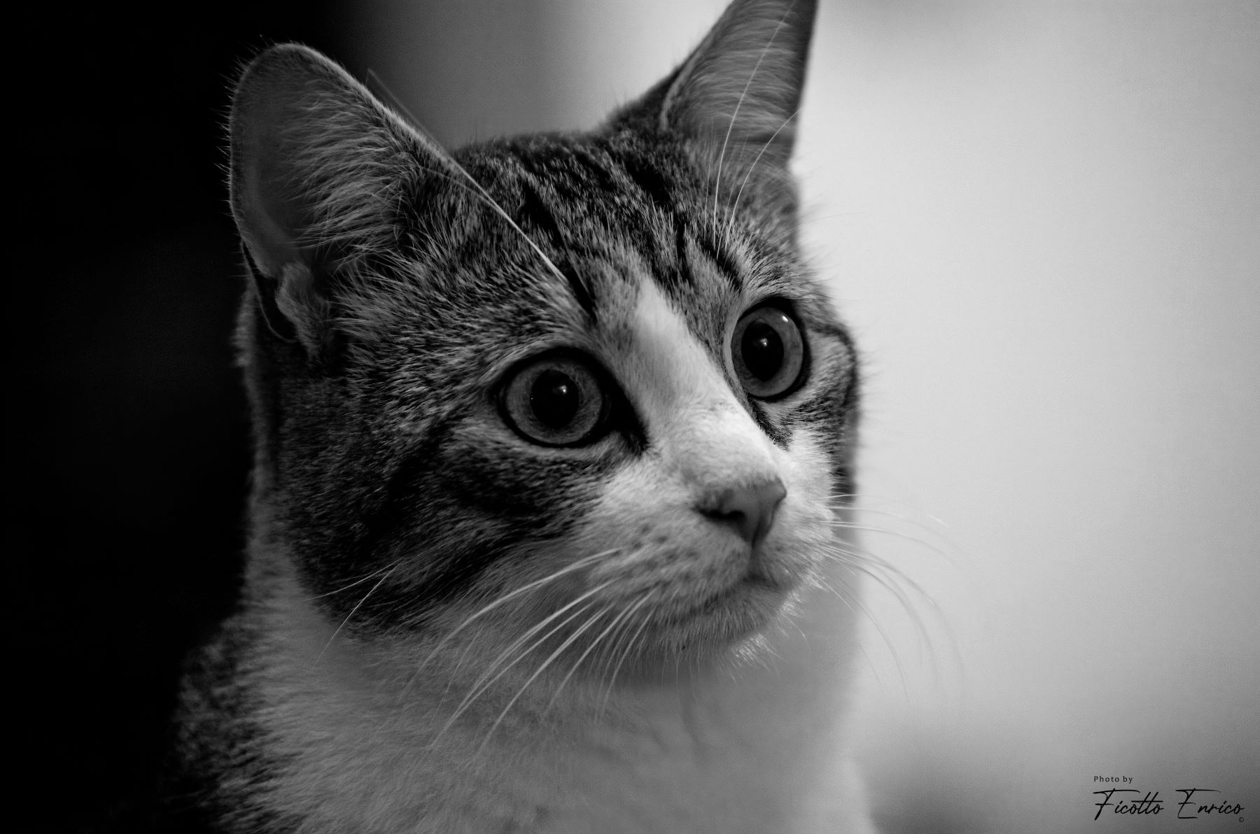 Ritratto felino