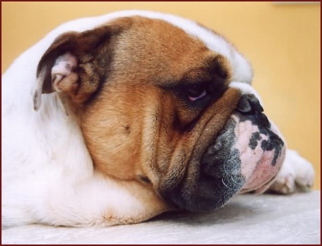The best dog!