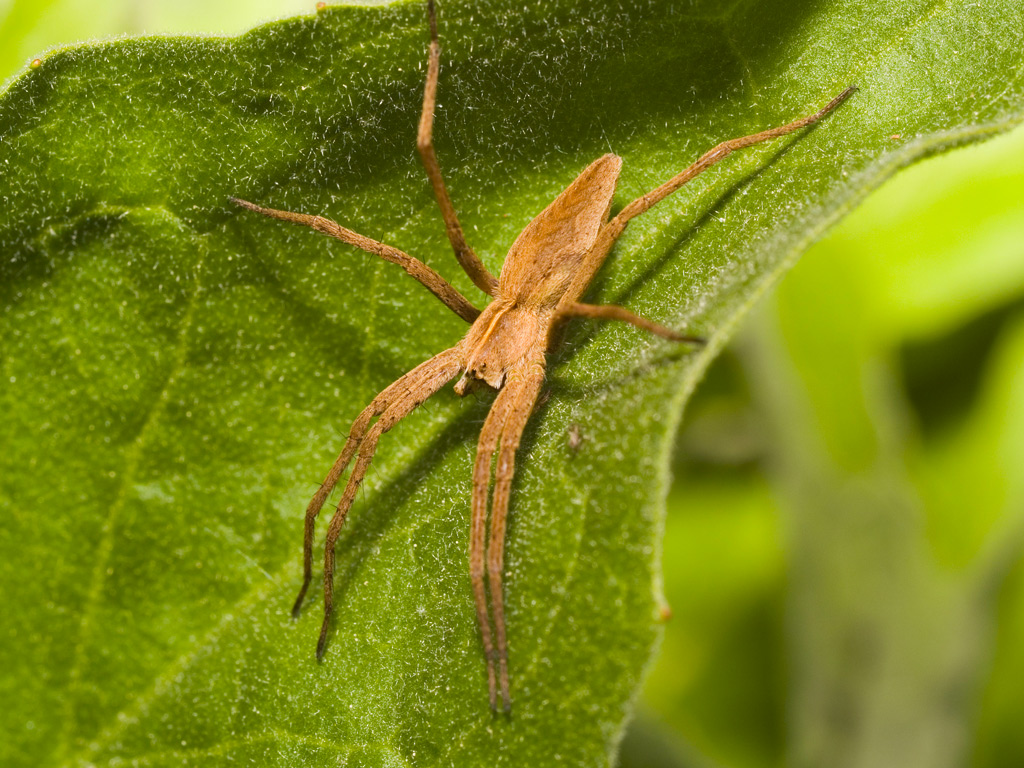 Ragno predatore (Pisaura mirabilis)