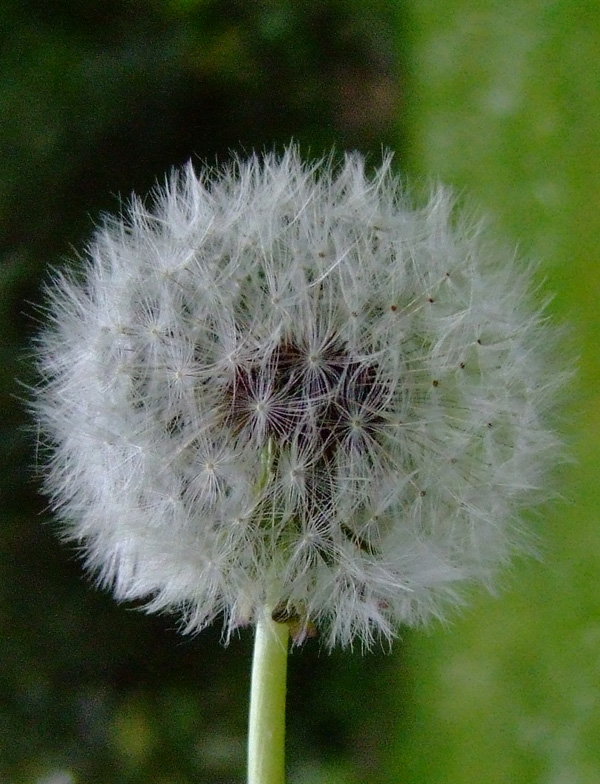 desiderio...