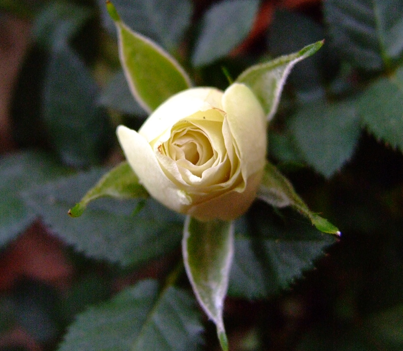 rosellina