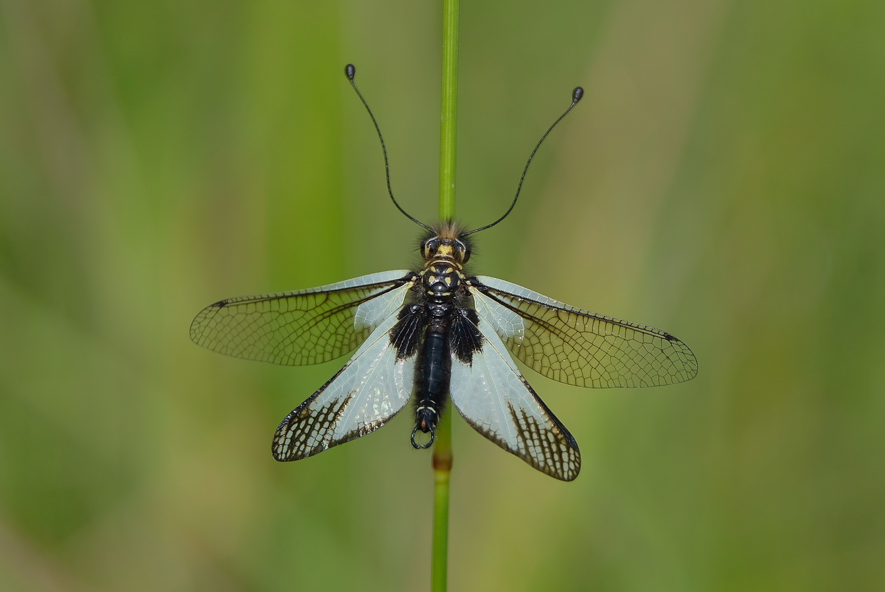 Libelloides coccajus - 05/2024