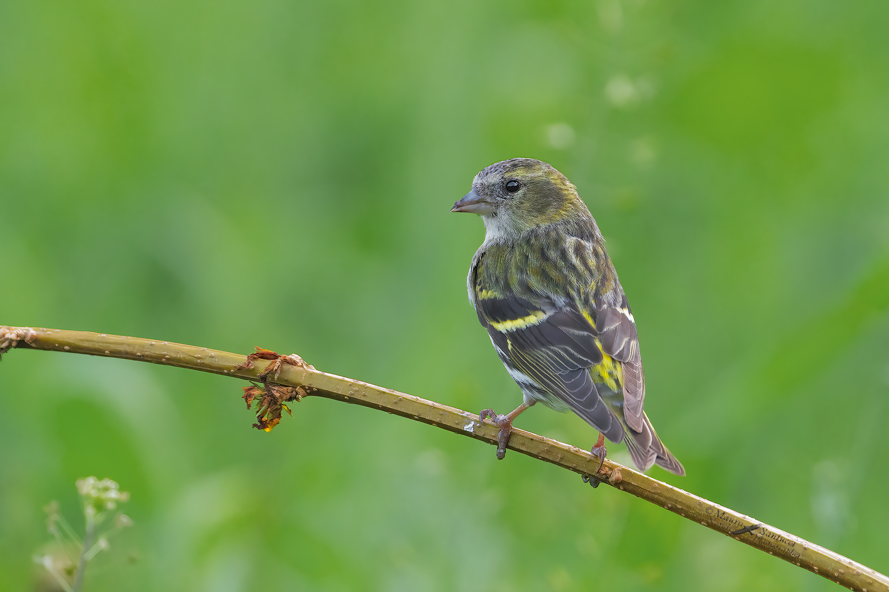 Lucherino-femmina_DSC03702