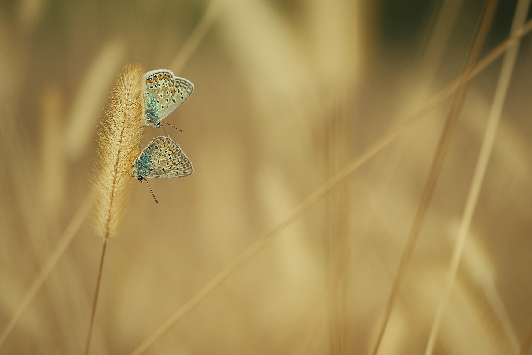 Duo