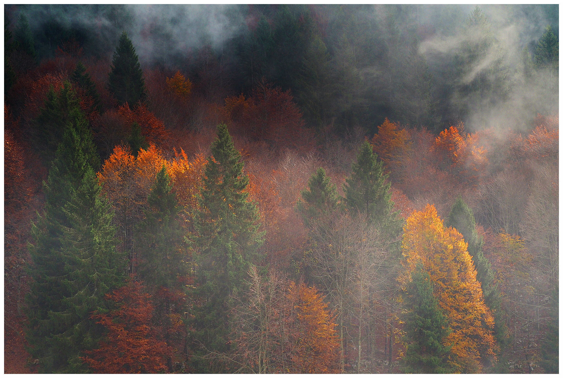 fumi nebbiosi nel bosco autunnale (di pulchrum)