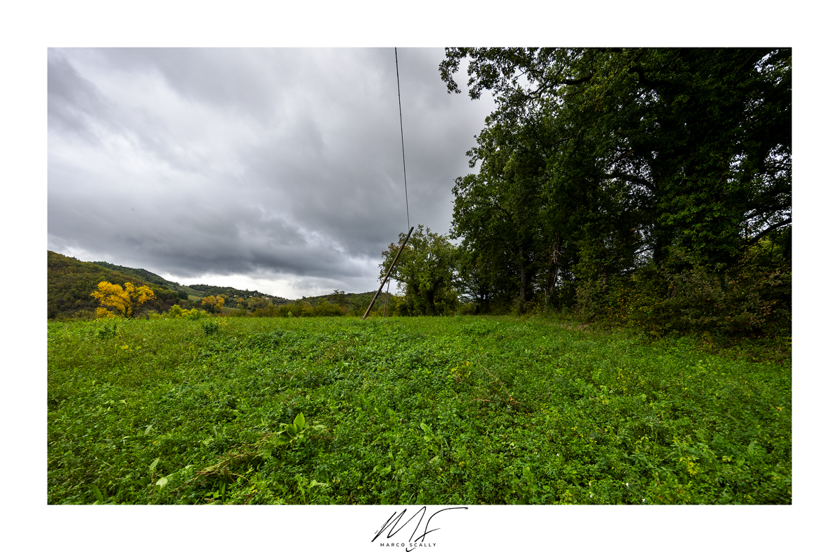 Palo storto