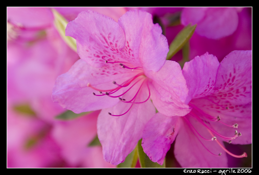 fiori