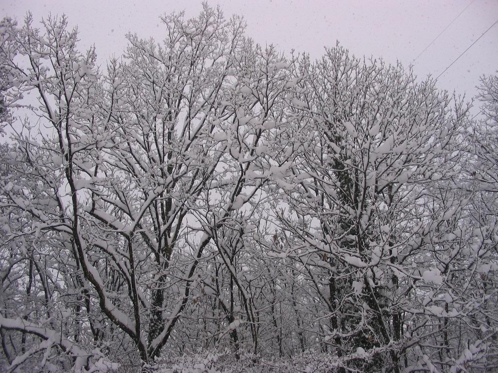 Alberi 2