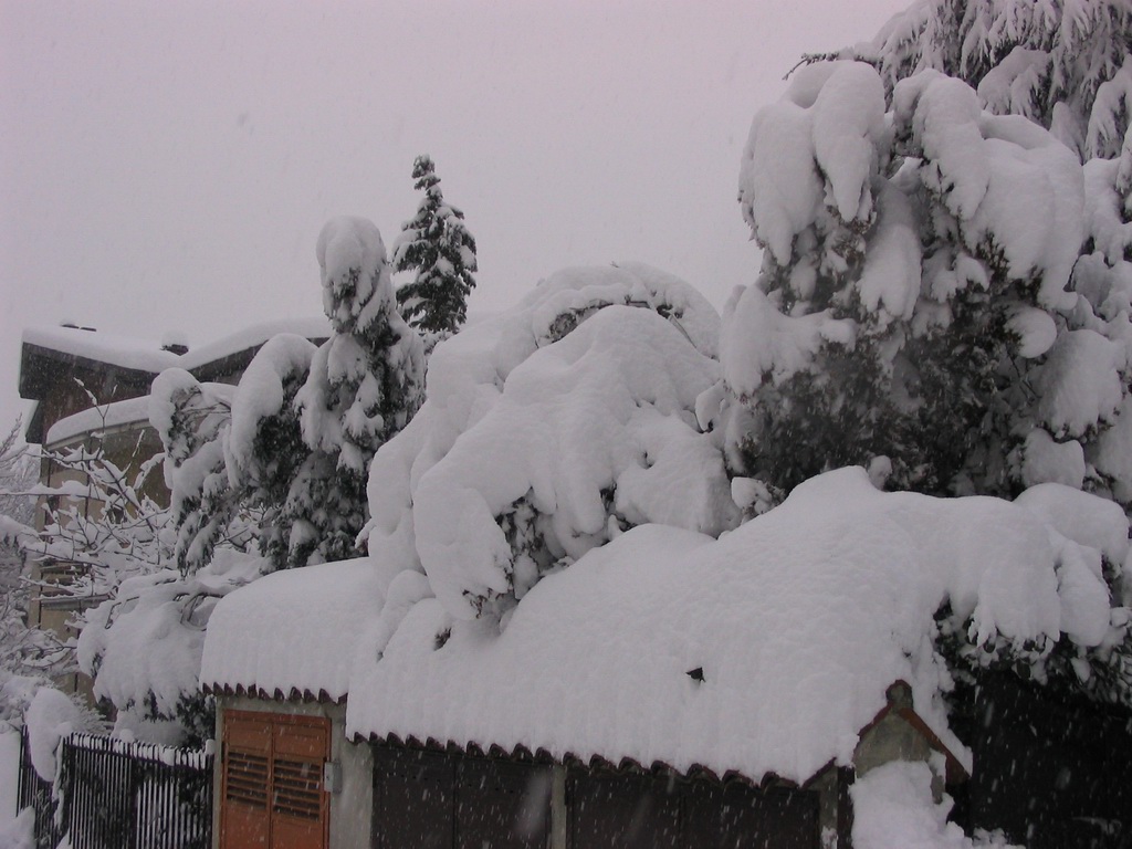 Alberi vari