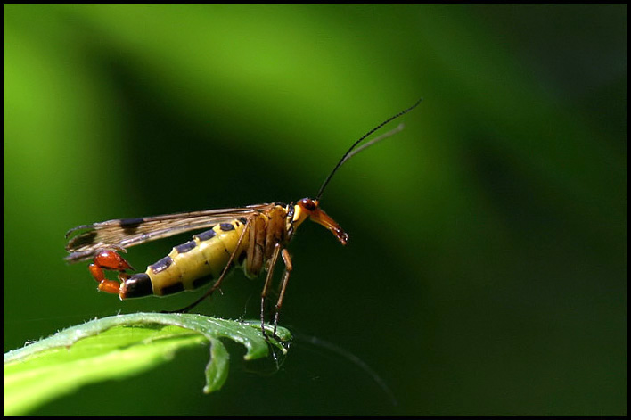 Mosca scorpione