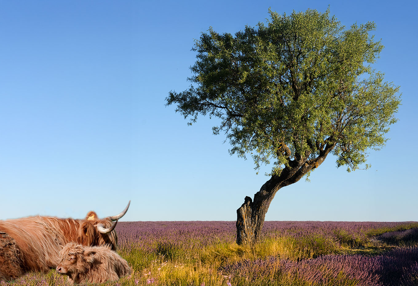 Pascolo nei campi di lavanda