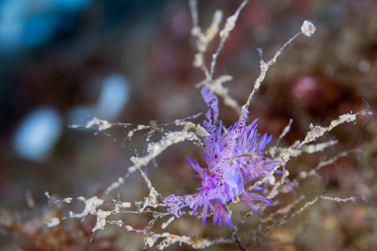 Flabellina e famiglia