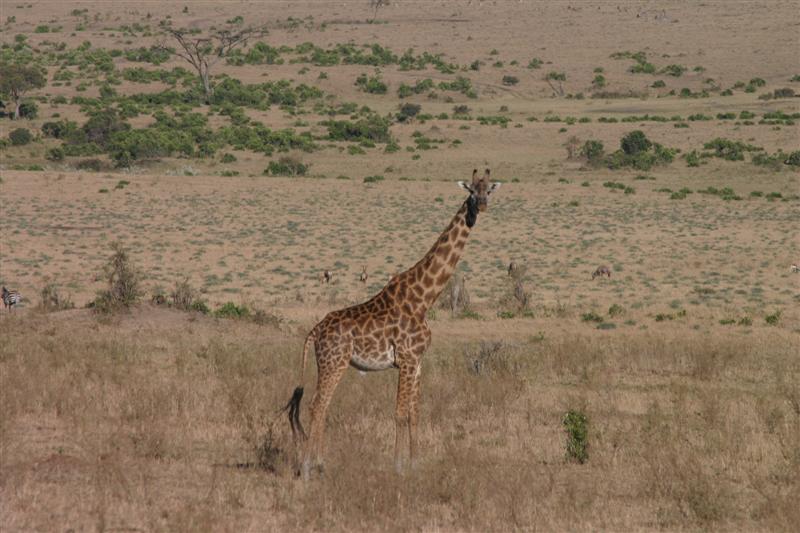 Giraffona