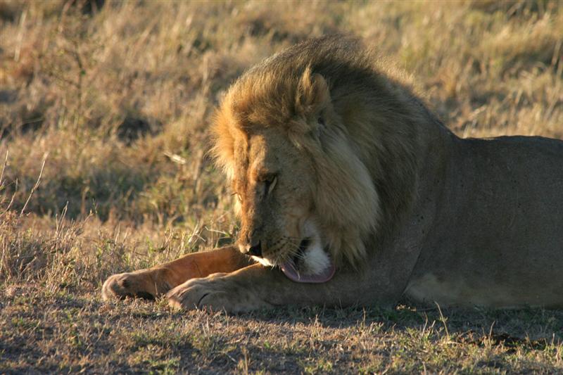 Leo relax