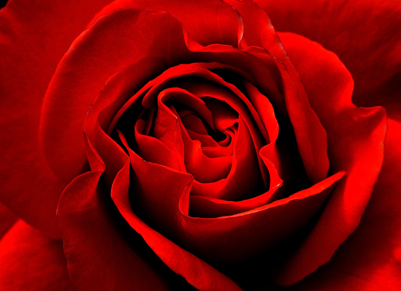 Rosa rossa semplicemente