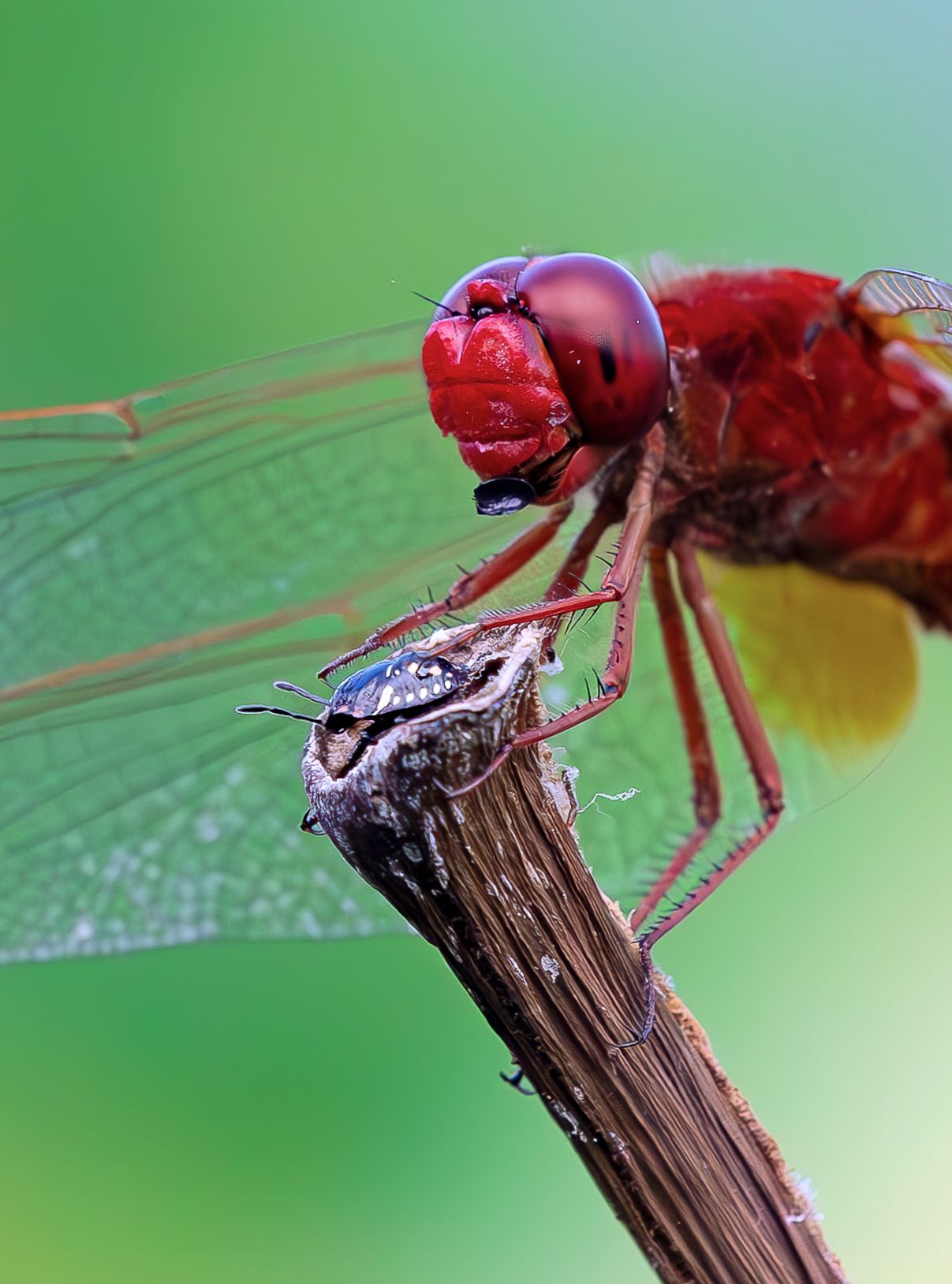 non preoccuparti , andr tutto bene ...