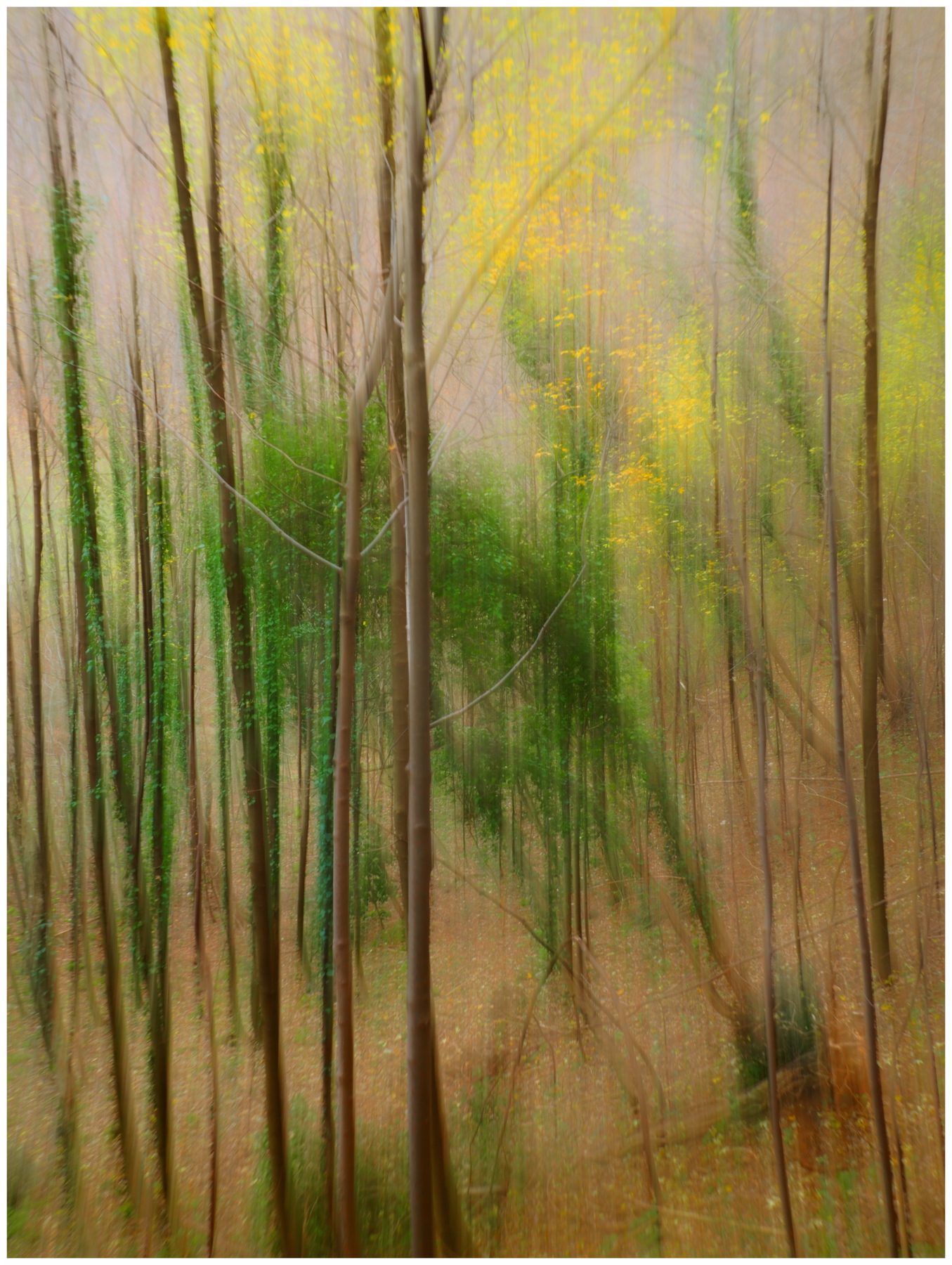 nel bosco