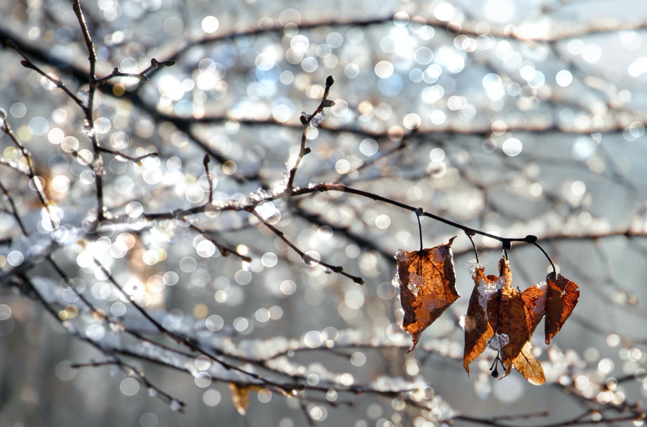 Il dicembre