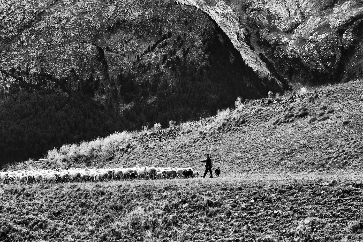 Bucolic followers