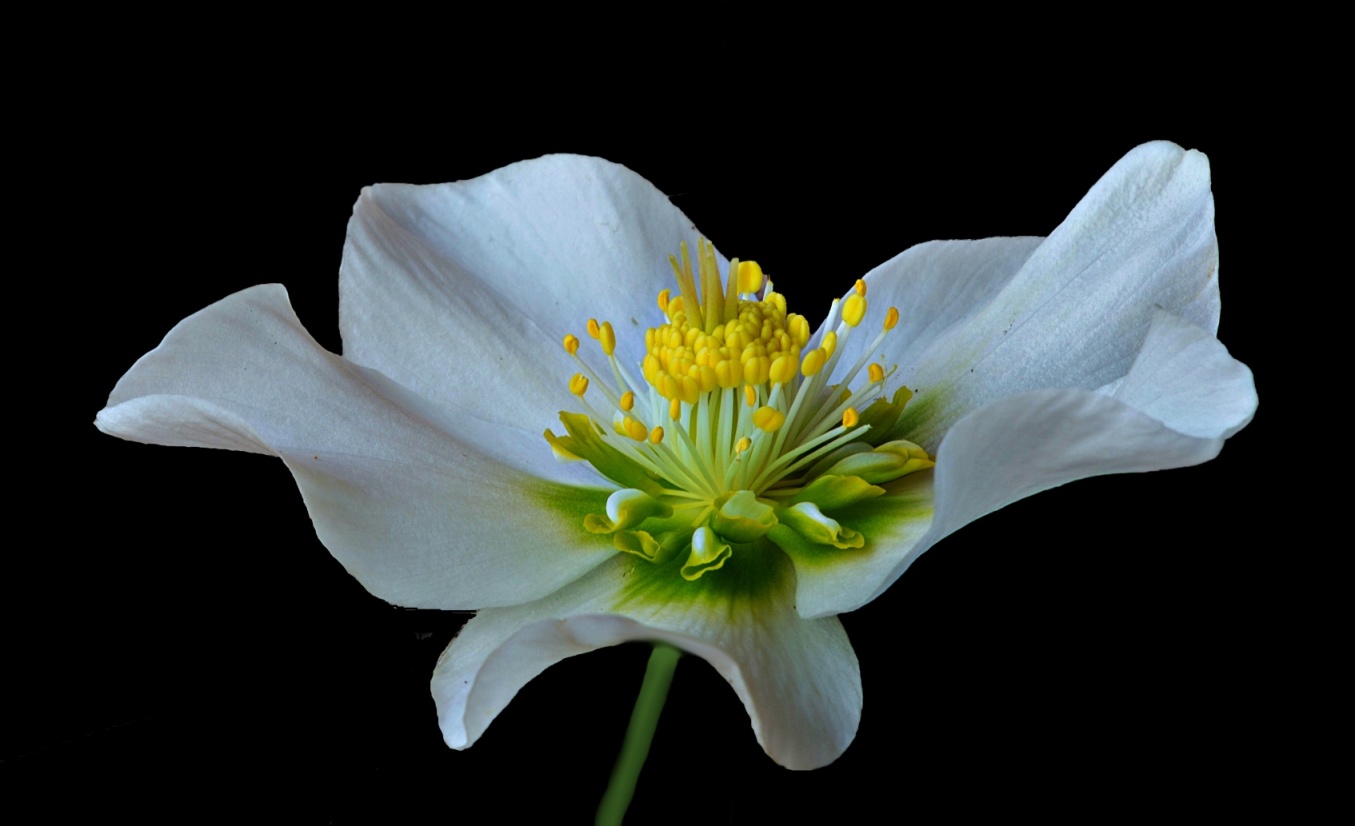 Il fiore bianco