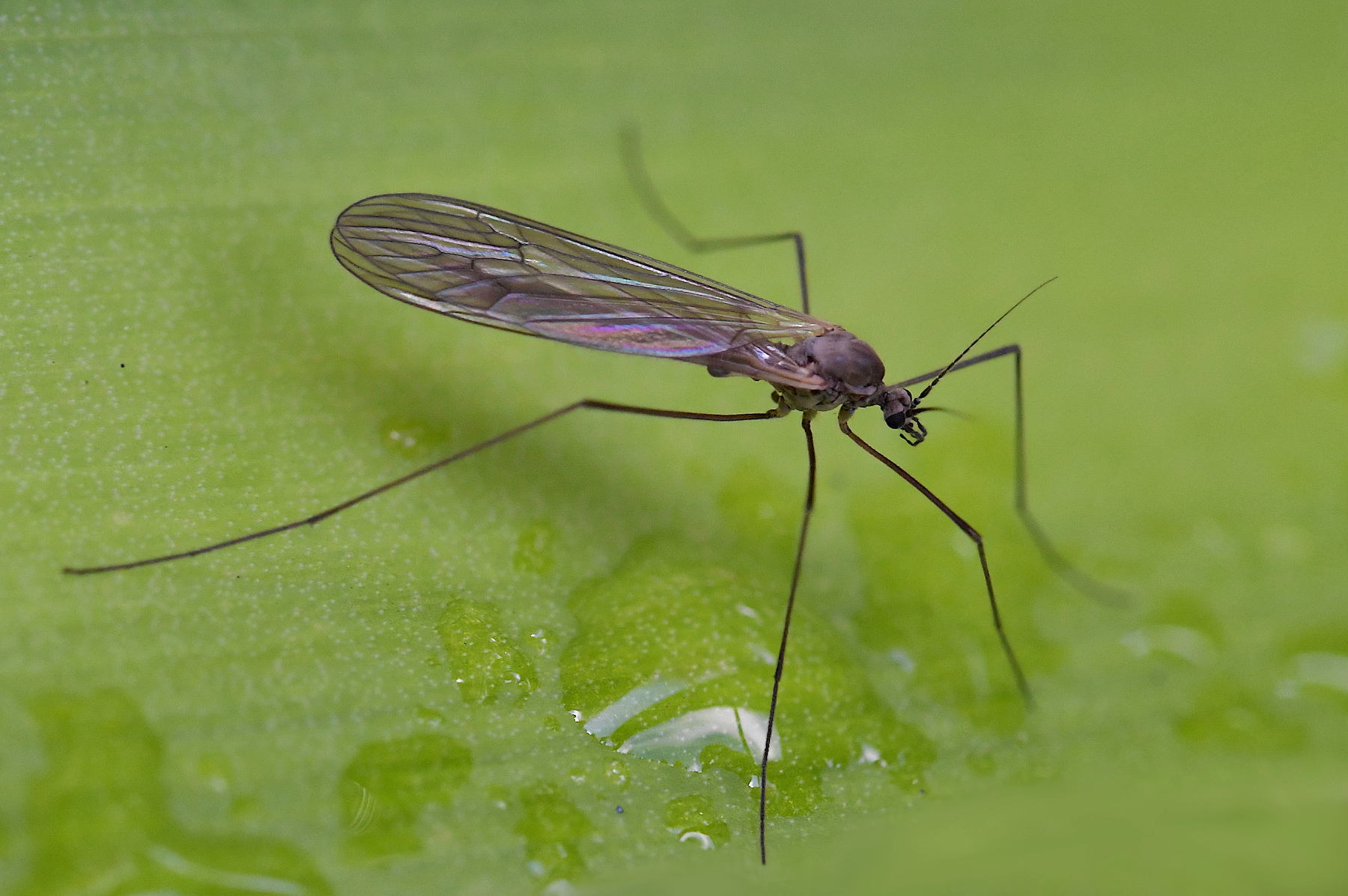Macro di stagione