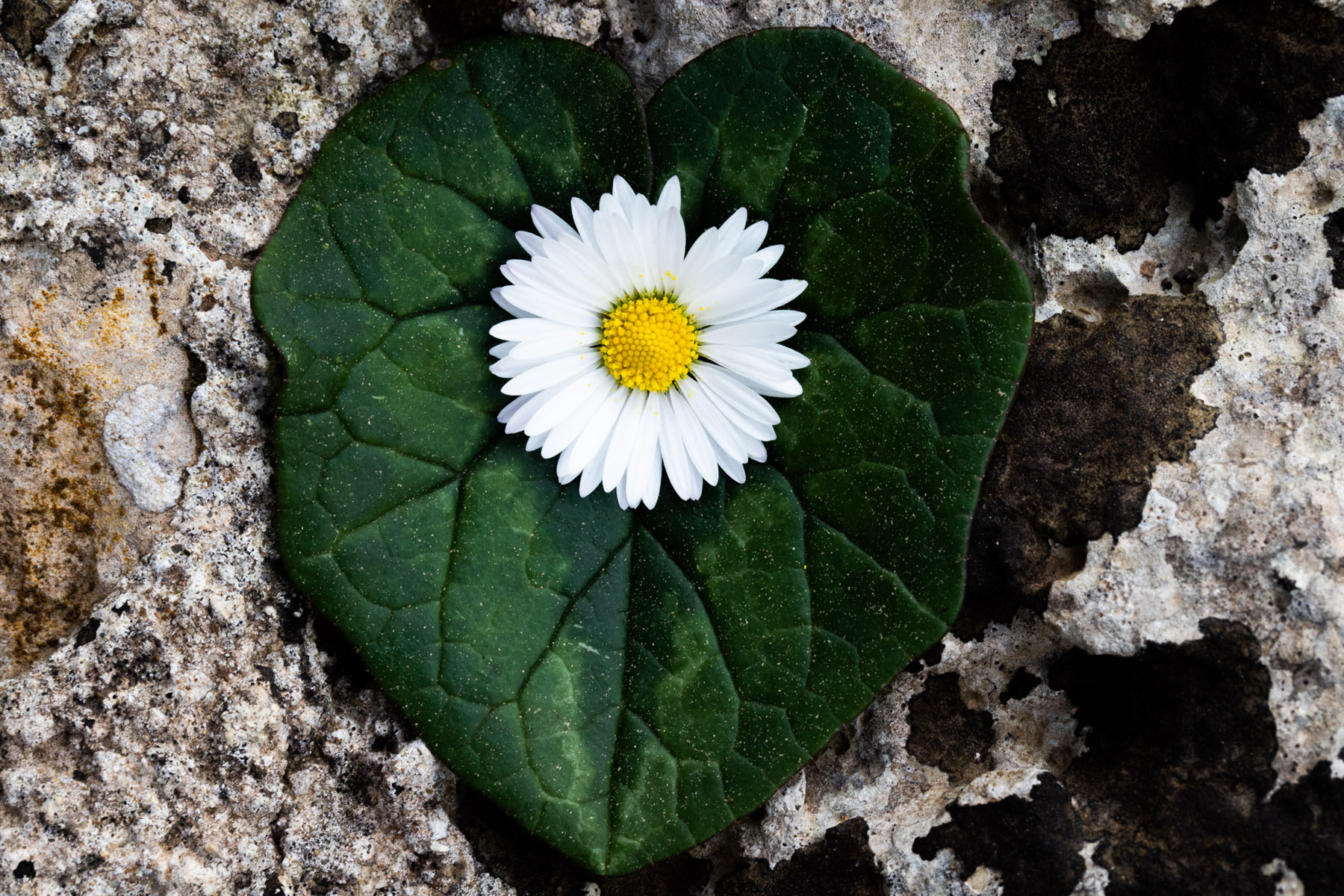 Spiraglio d'amore